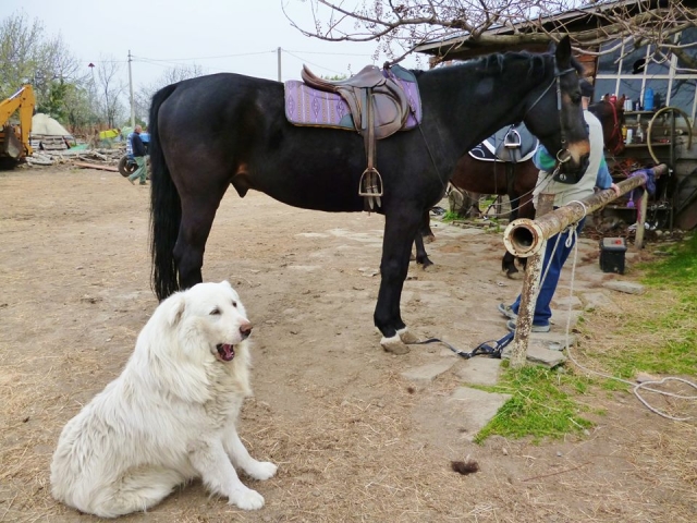  Nuestros amigos animales 