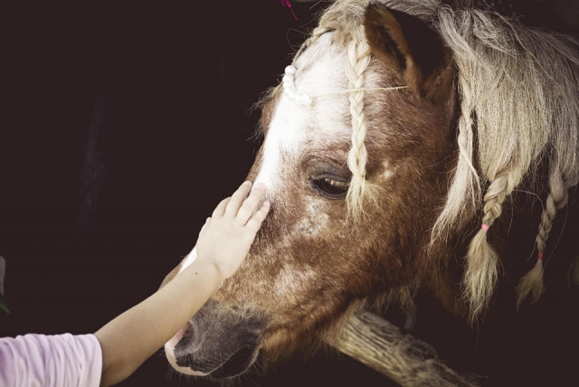 Conexión hombre-caballo 