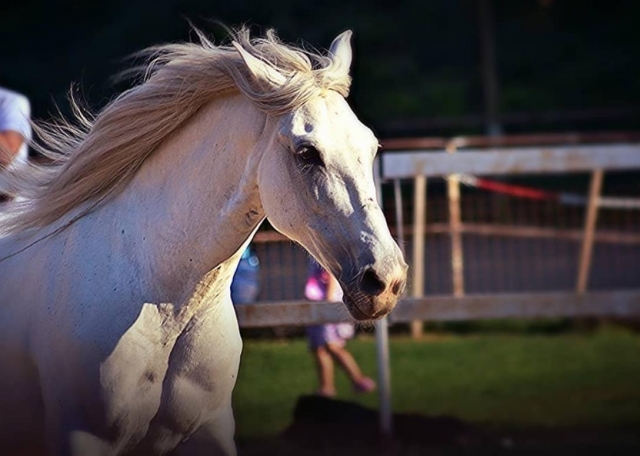 nuestro caballo 