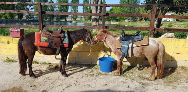  ponis para tus hijos 