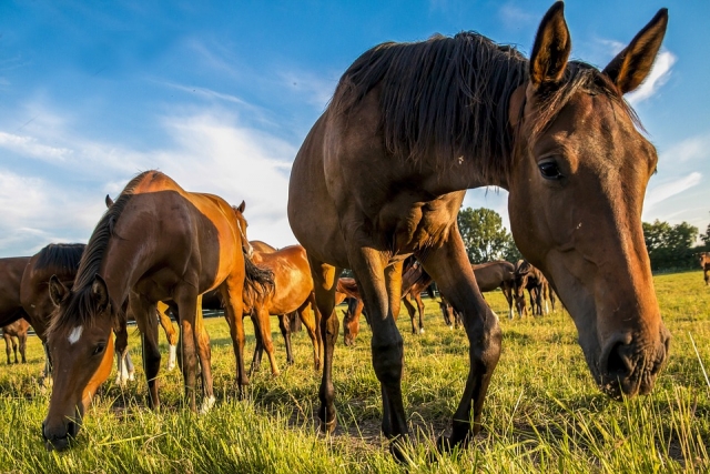  Caballos en estado salvaje