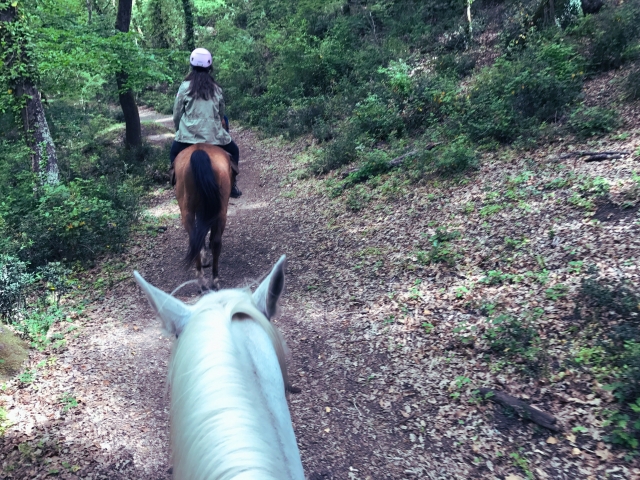 Paseo por el bosque 