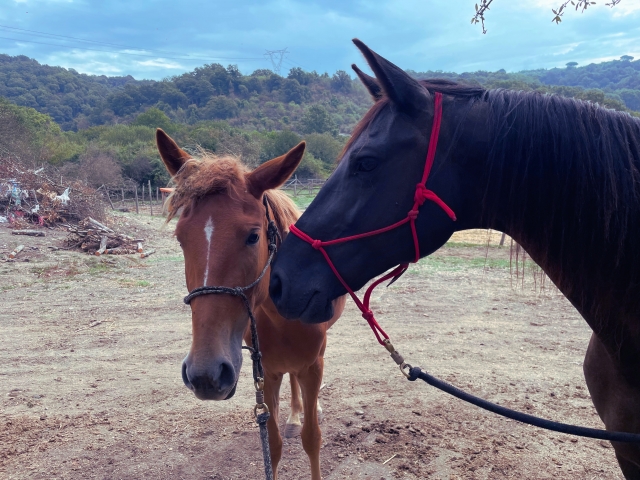 Dos de nuestros caballos 
