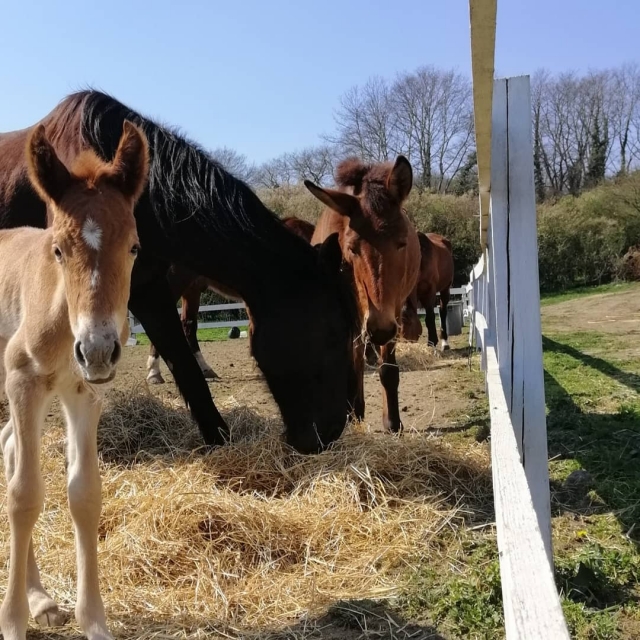 Nuestros caballos