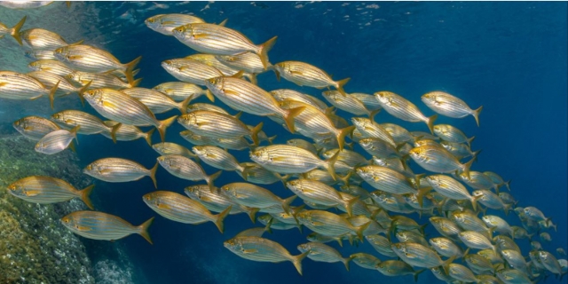  Banco de peces 