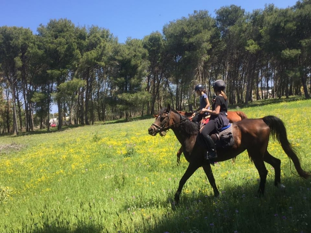  Cabalgando por el pinar 