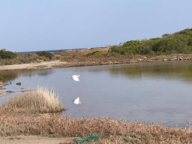 Una garza en vuelo