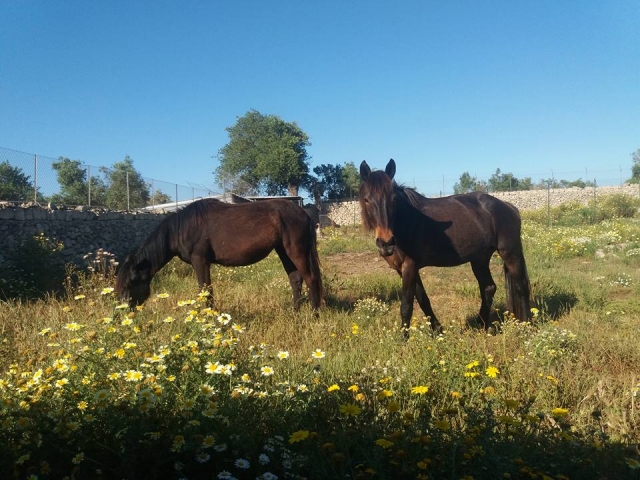  Nuestros caballos en el pasto 