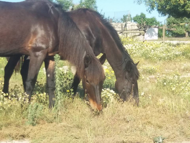  Amigos de cuatro pamarras 