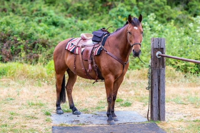  Uno de nuestros caballos 