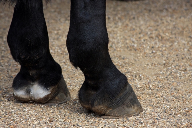  Pezuñas de caballo