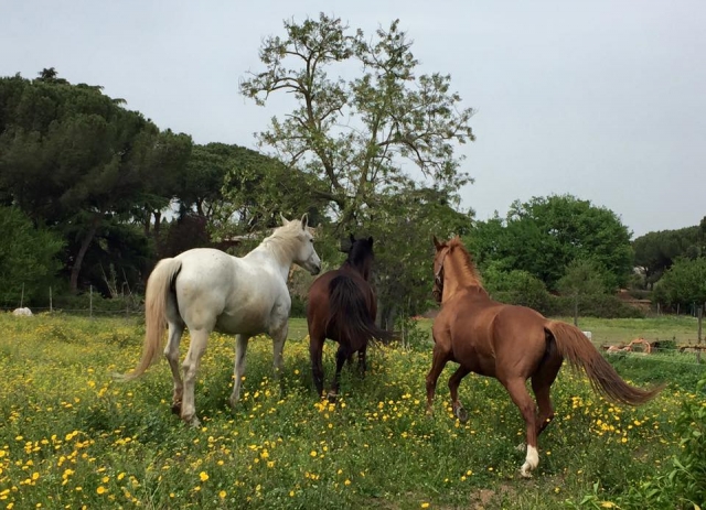 Maravillosos corceles 