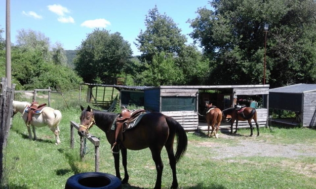 Nuestros hermosos caballos 