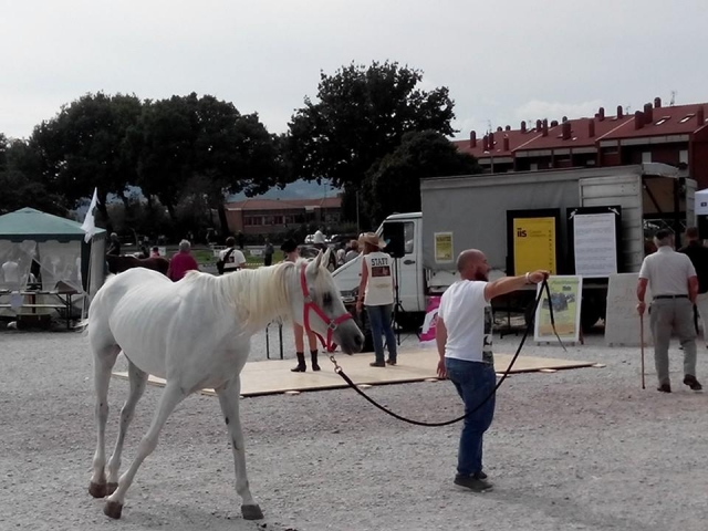  Un hermoso caballo blanco.