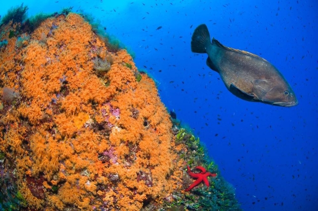  El fondo marino 