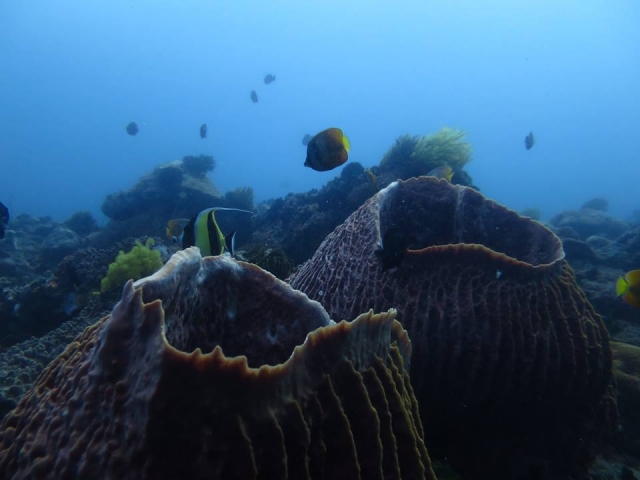  El fondo marino 