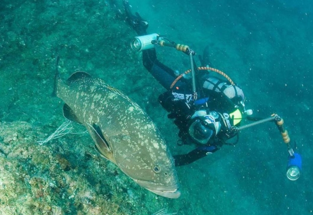  descubre la fauna marina 