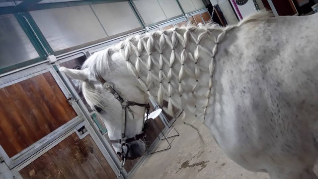  Uno de nuestros caballos