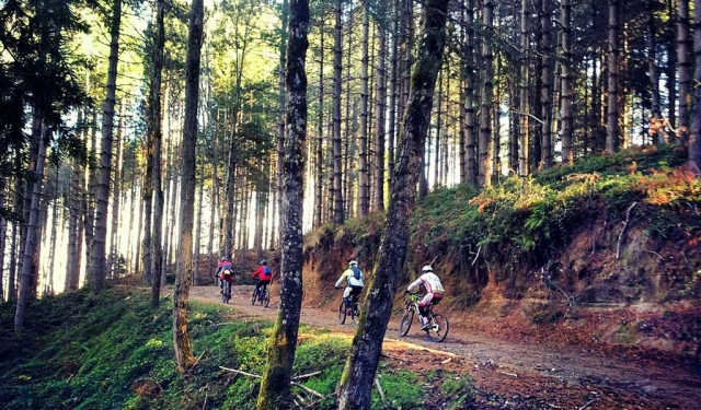  Ciclismo en el bosque 
