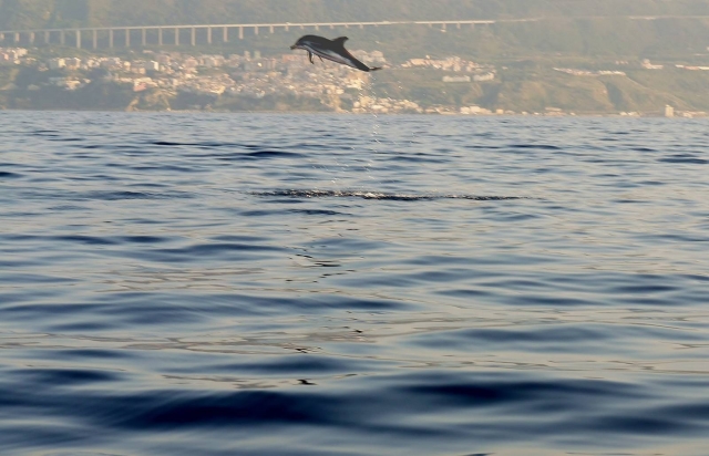  Venga a conocer a los delfines 