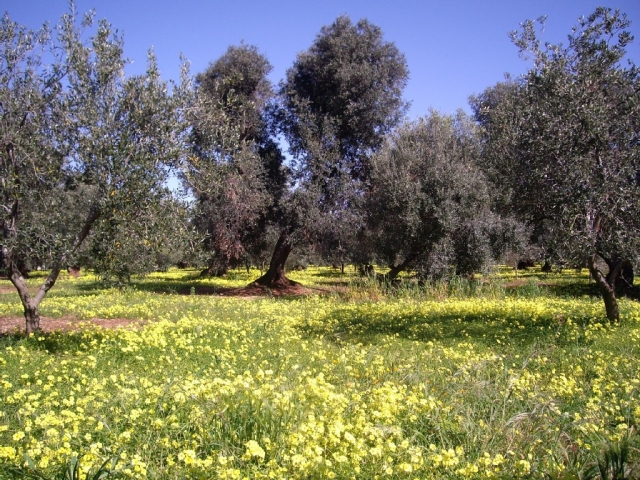 Las bellezas de Alta Murgia