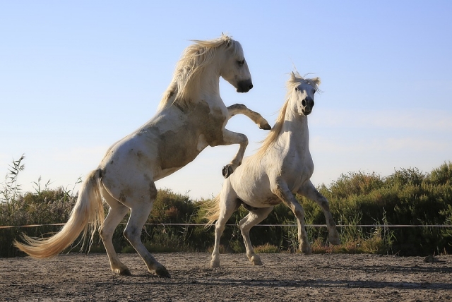 Caballos blancos