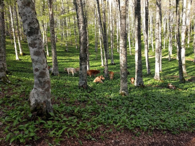  En el bosque 