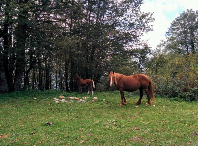 Un caballo en la naturaleza lucaniana 