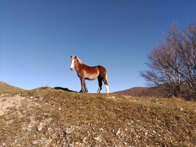  Venga a descubrir Basílicamarra a caballo 