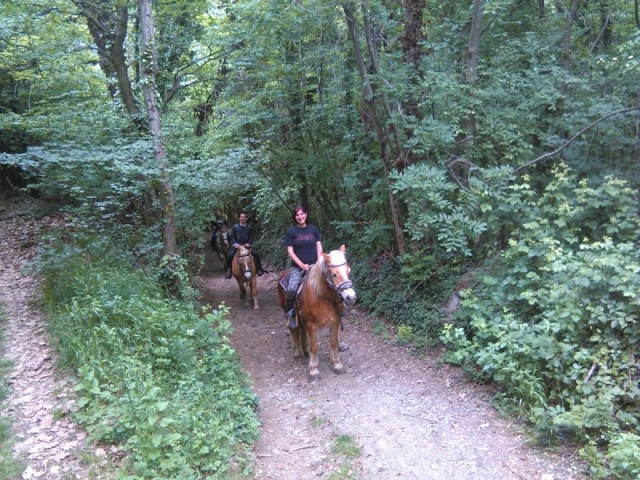  Entre los árboles del bosque 