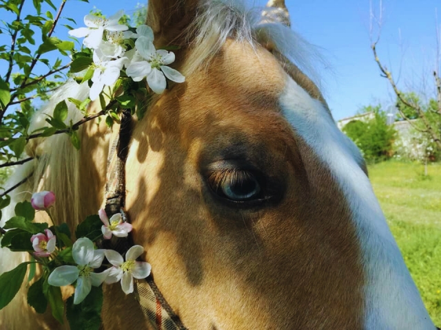  Un hermoso caballo 