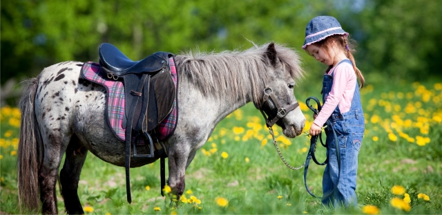  Un pony muy dulce
