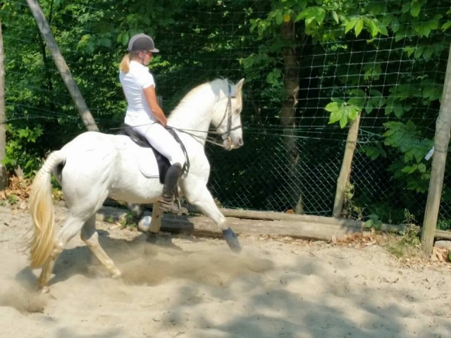 subiendo un hermoso caballo blanco 