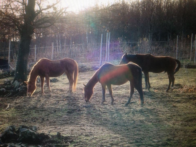 caballos en reposo 