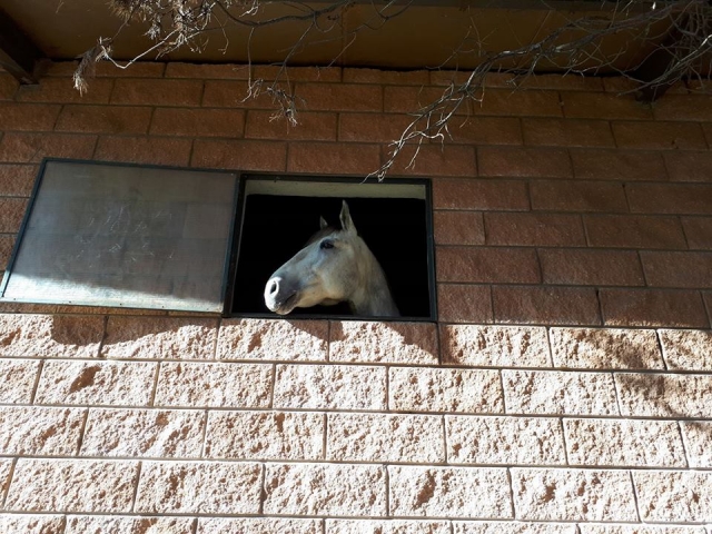 cuco caballo 