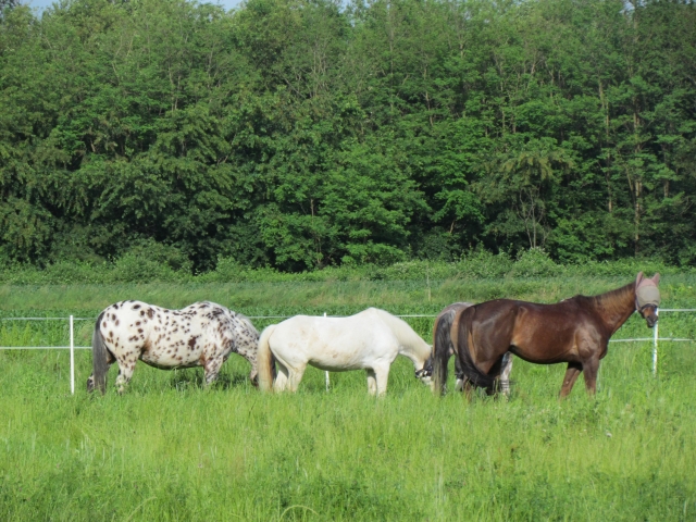  Caballos rodeados de vegetación