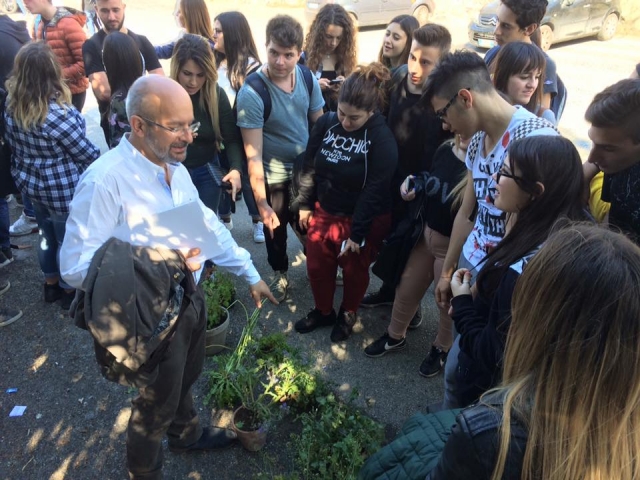 las principales hierbas