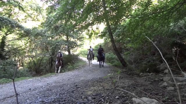 perdidos en el bosque