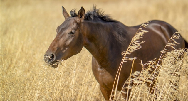  Nuestros espléndidos animales 