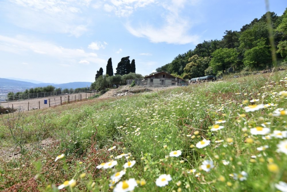  prados en flor en nuestra escuela de equitación