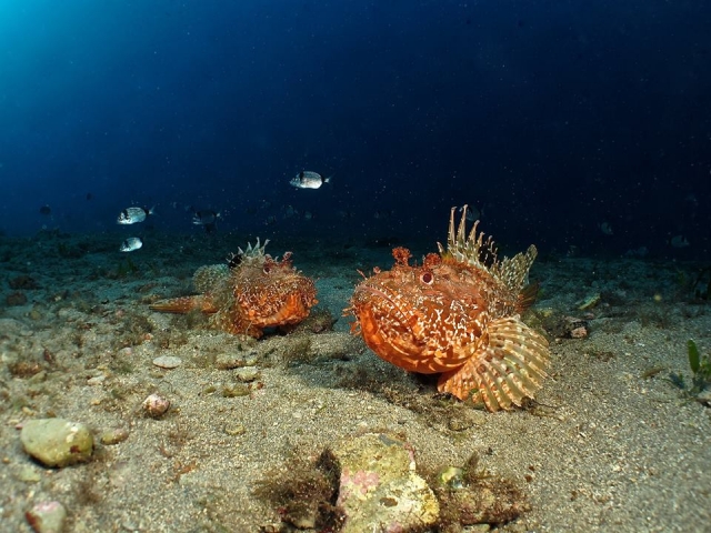 los peces más bellos