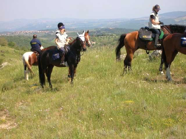  el caballo un animal hermoso 
