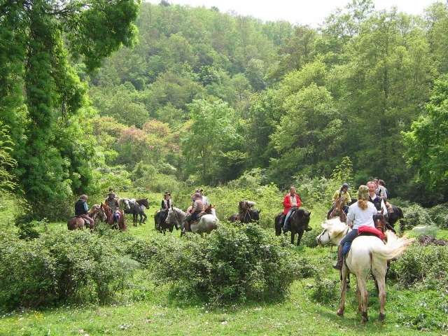  pasando por el bosque 