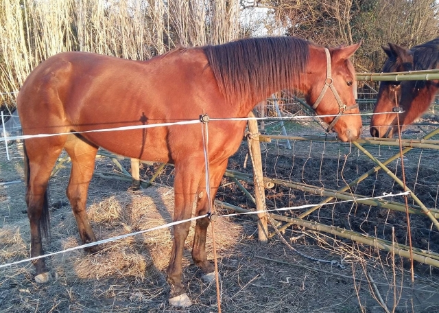  Uno de nuestros corceles