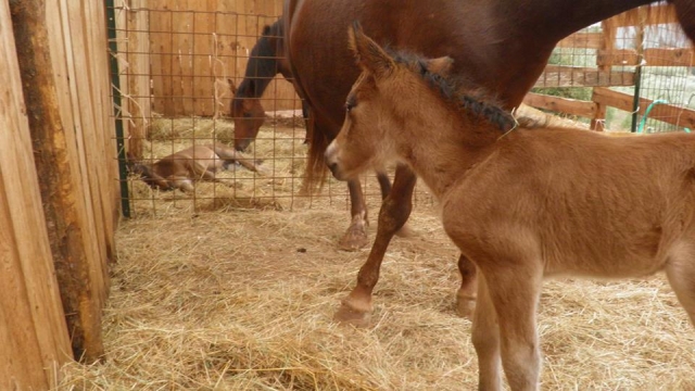 Nuestros caballitos 