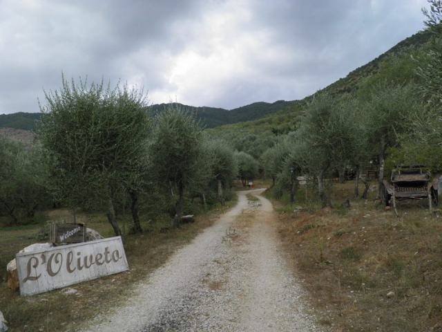 Nuestro olivar