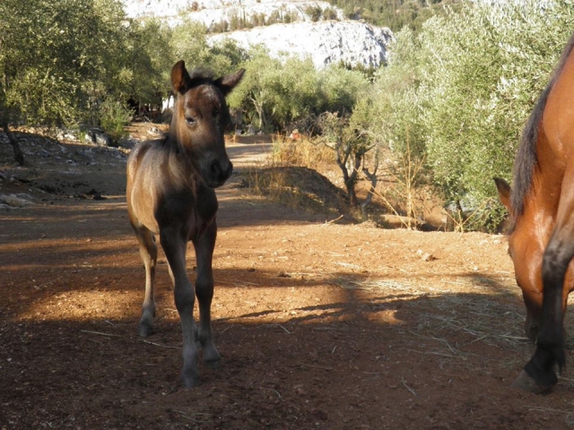  Nuestros caballos 