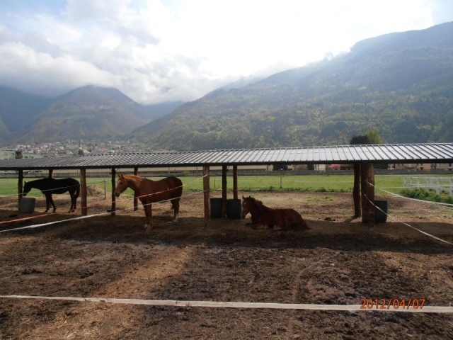 Los caballos en reposo 