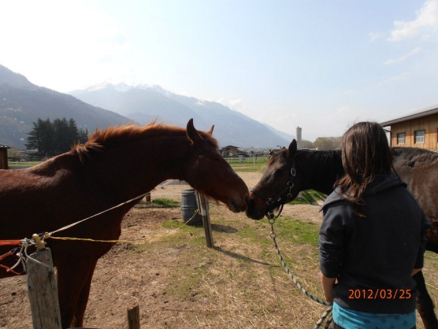  Nuestros caballos 
