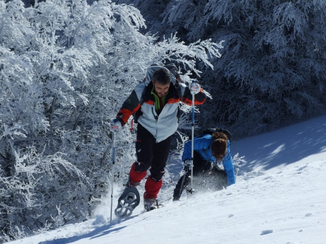  Junto a los árboles nevados 
